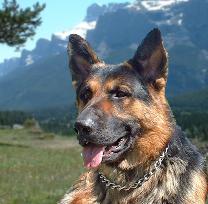 Click to learn about Diesel