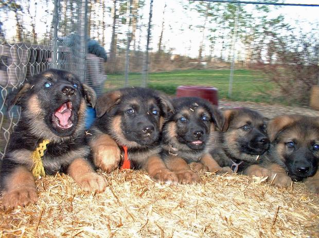 7 week old German Shepherd Puppies