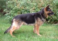 No over-angulated show dogs!